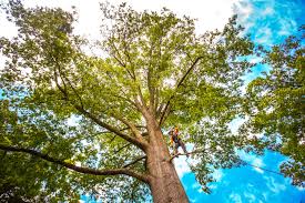 Trusted Danville, CA  Tree Services Experts